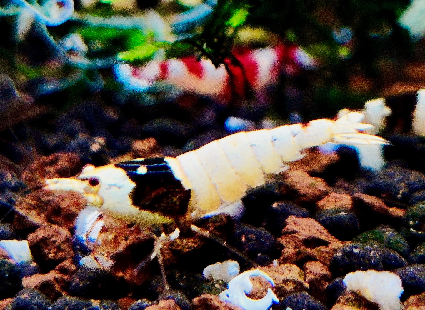 Black Bee Garnelen - Caridina