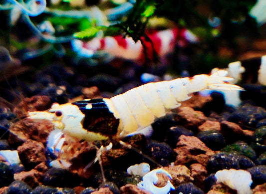 Black Bee Garnelen - Caridina