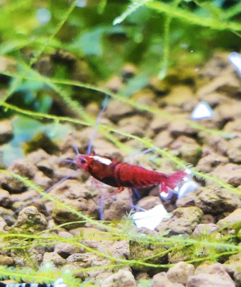 Taiwan Bee - verschiedene Varianten - rot