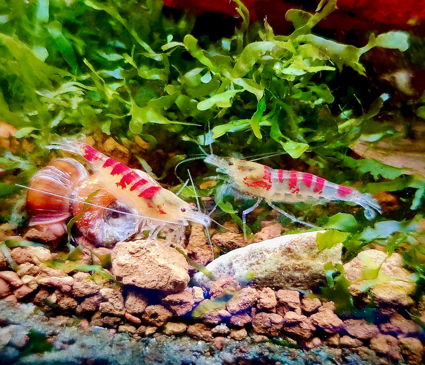 Golden Dragon Bee / Red Calceo Bee - Cardidina - 5 Stück