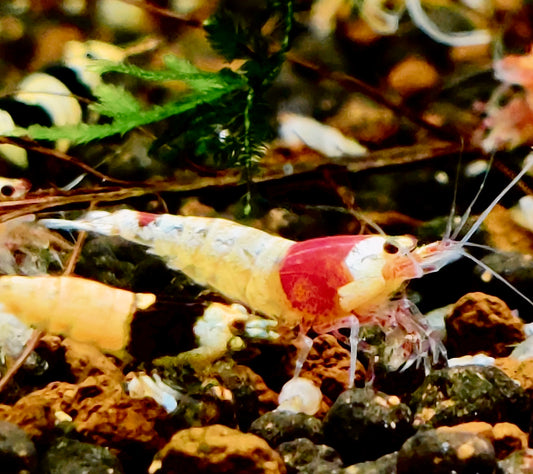 Red Bee Garnelen - Caridina