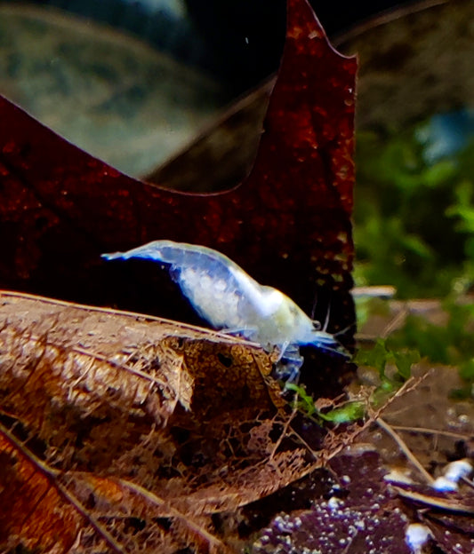 White Pearl Garnelen - Neocaridina