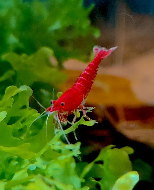 Bloody Mary Sakura Garnelen - Neocaridina - 5 Stück