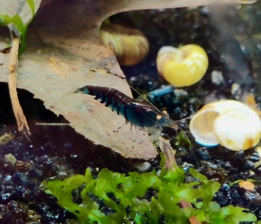 Blaue Tiger Garnelen - Caridina