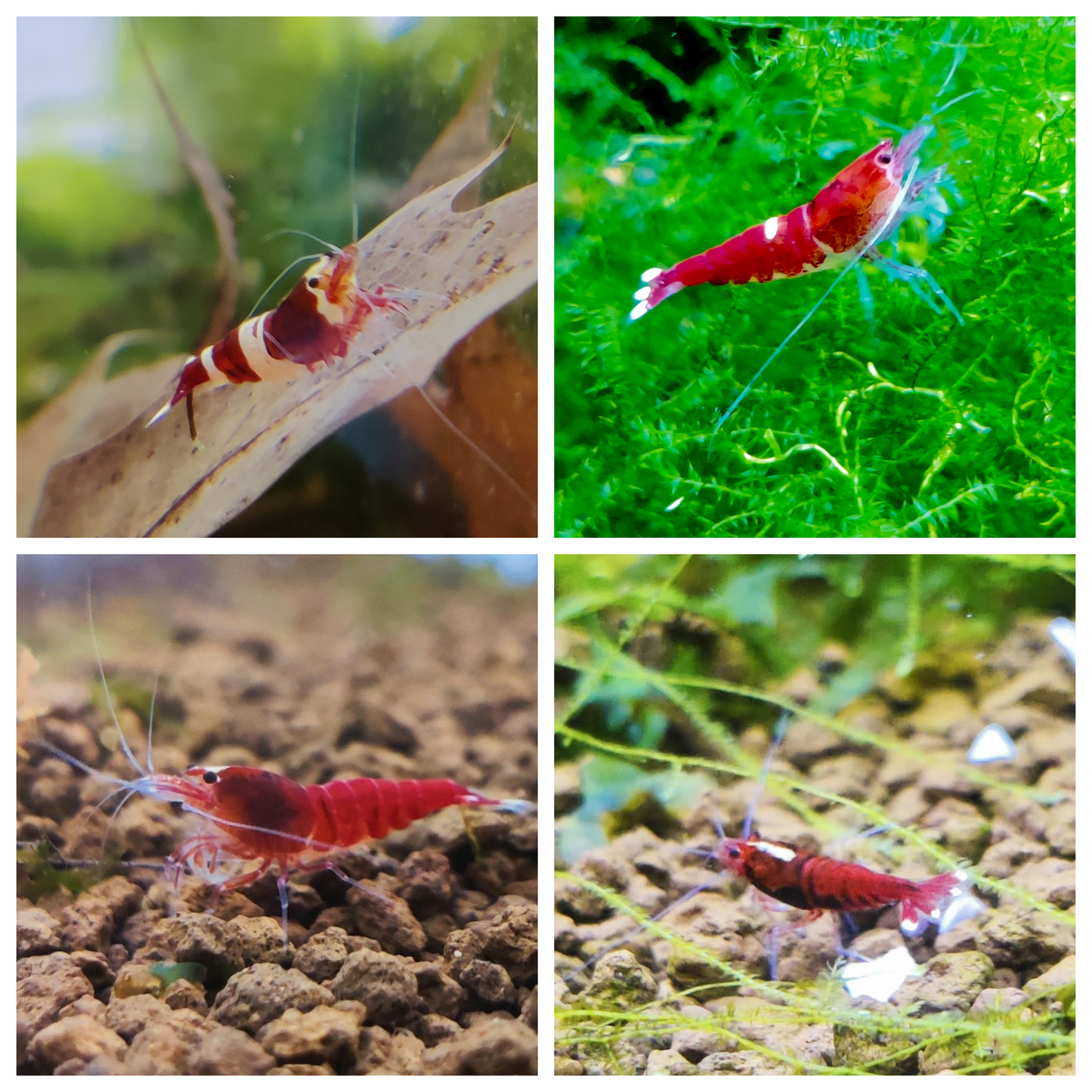 Taiwan Bee - verschiedene Varianten - rot