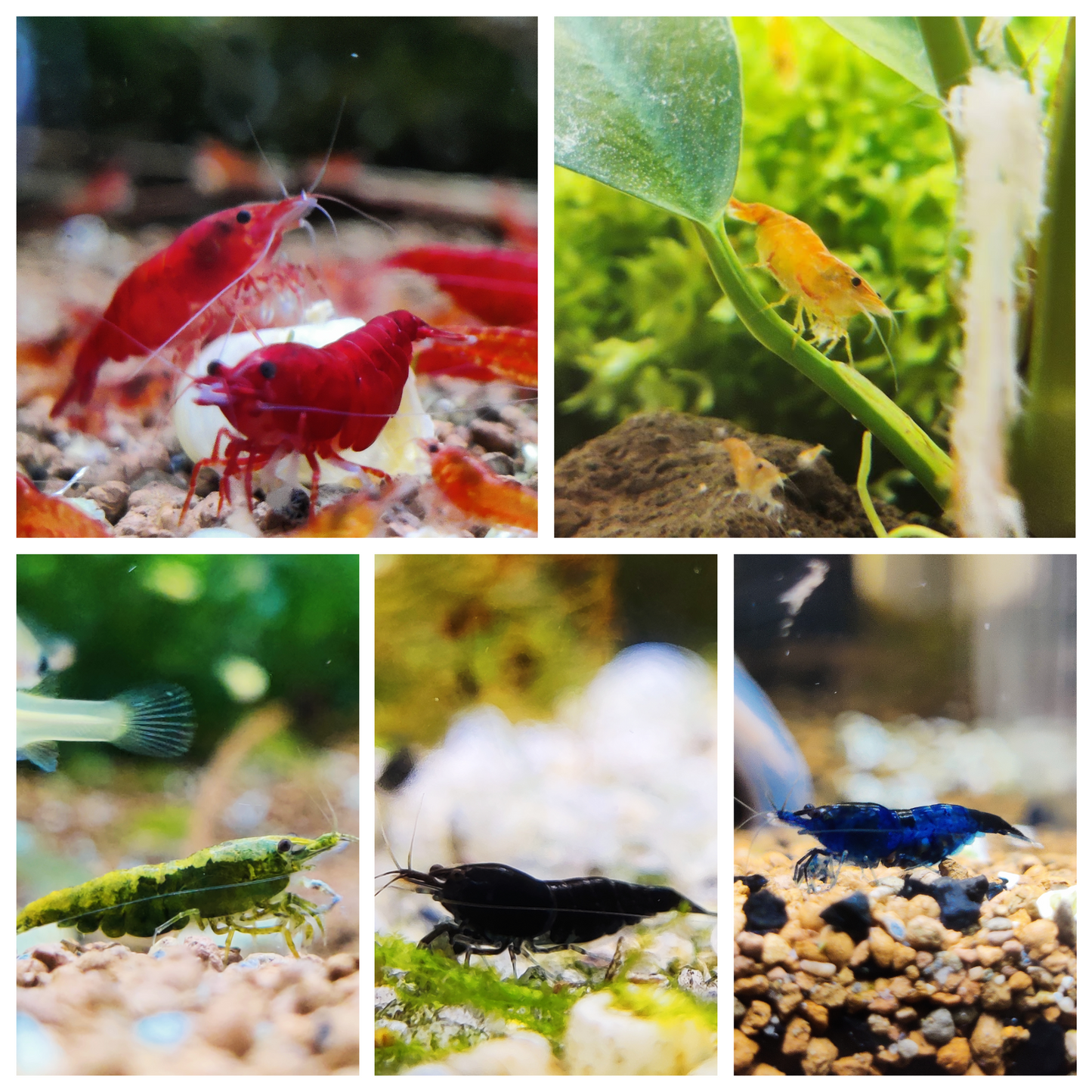 Bunter Garnelenmix - Ideal für Einsteiger - Neocaridina