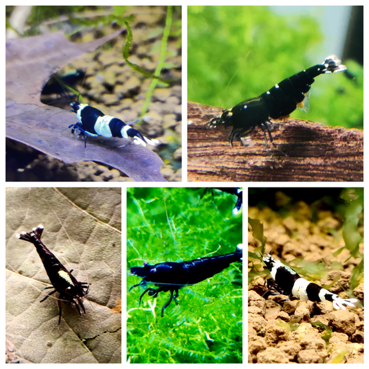 Bunter Taiwan Bee Mix - Caridina