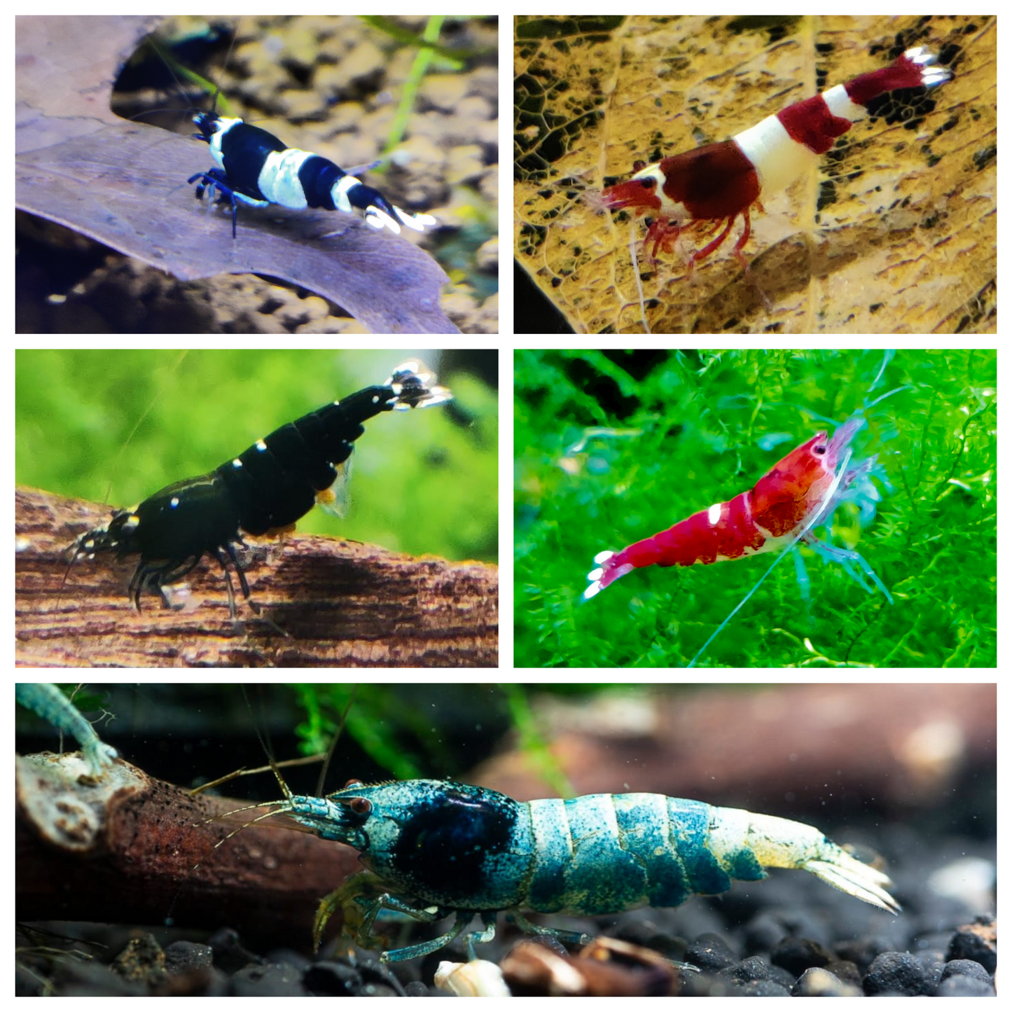 Bunter Taiwan Bee Mix - Caridina