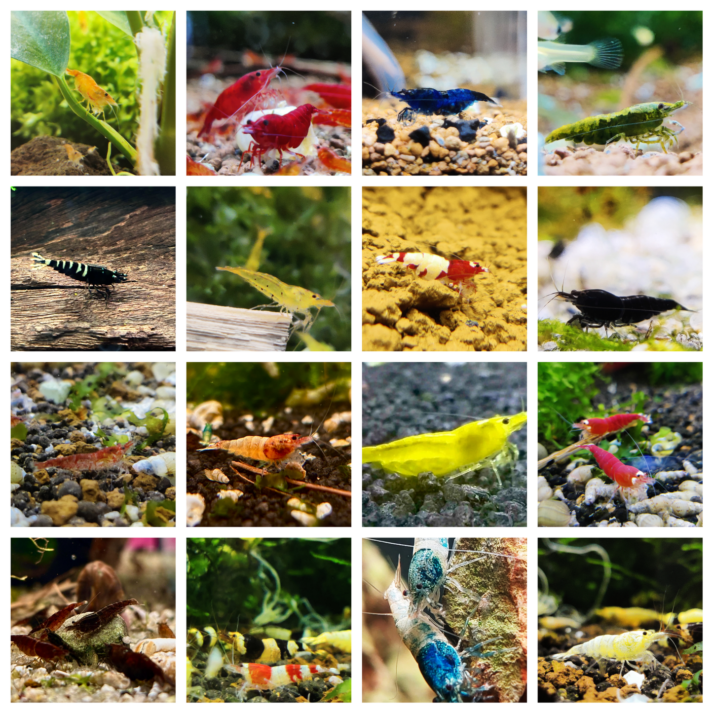 Garnelenmix - Neocaridina und Caridina - 10/15/20/30 Stück