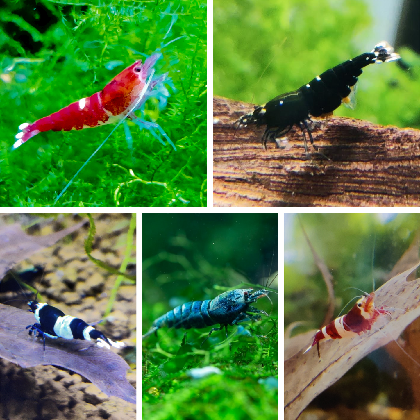 Bunter Taiwan Bee Mix - Caridina