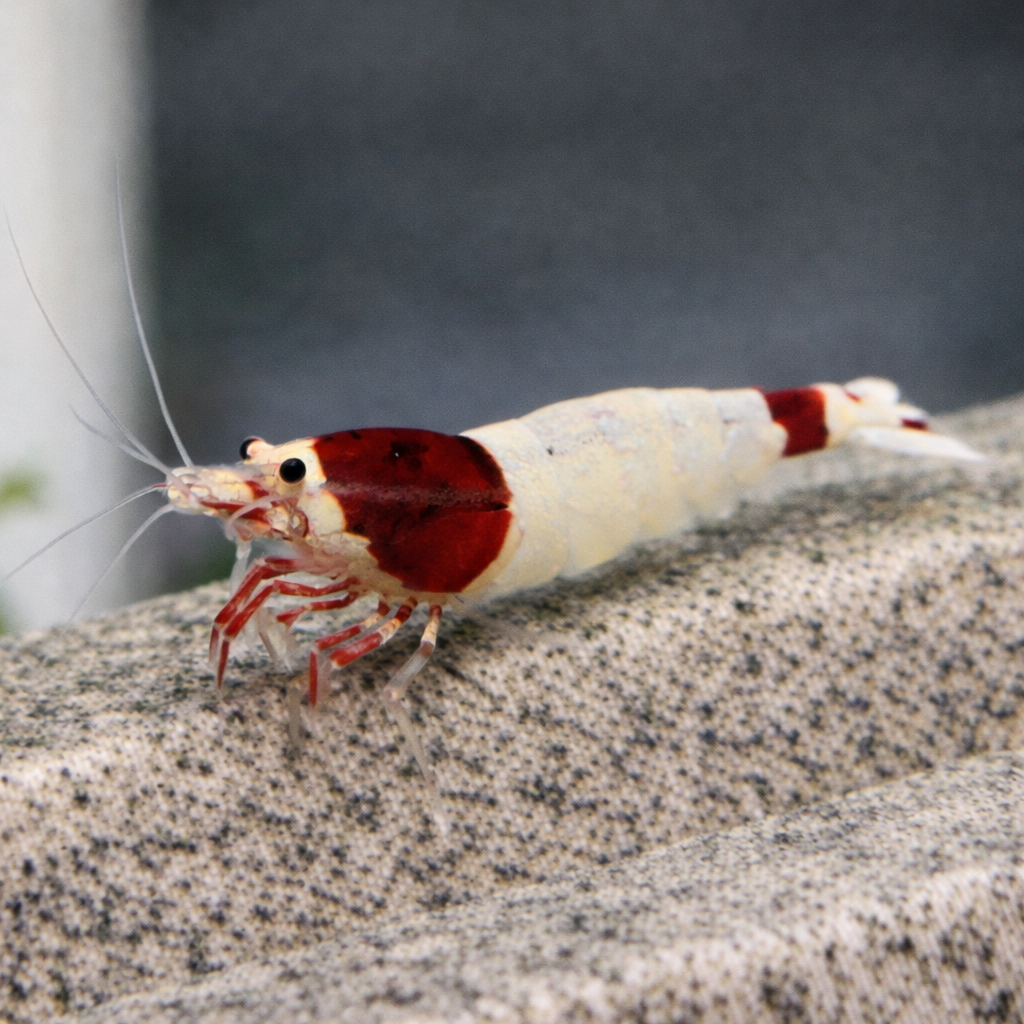 Red Shadow Mosura Garnele