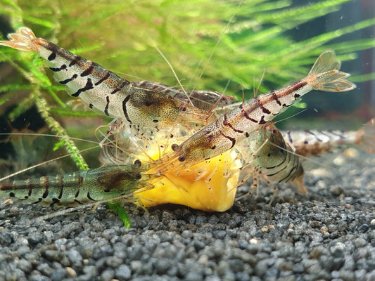 GARNELEN4YOU® Hokkaido Chips, 20g