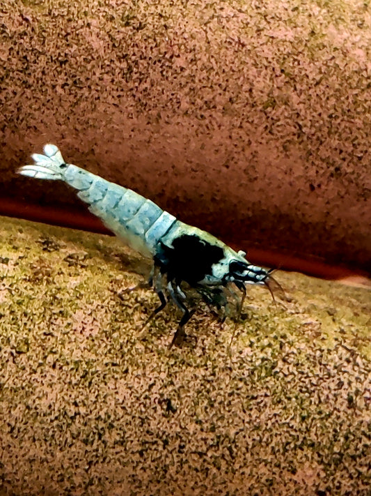 Blue Shadow Mosura - BSM - Caridina