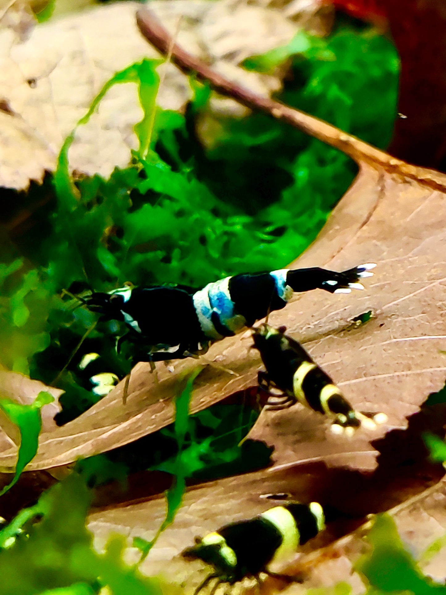 Blue Panda Garnelen - Caridina