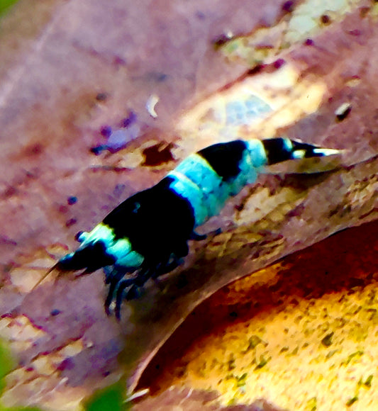 Blue Panda Garnelen - Caridina