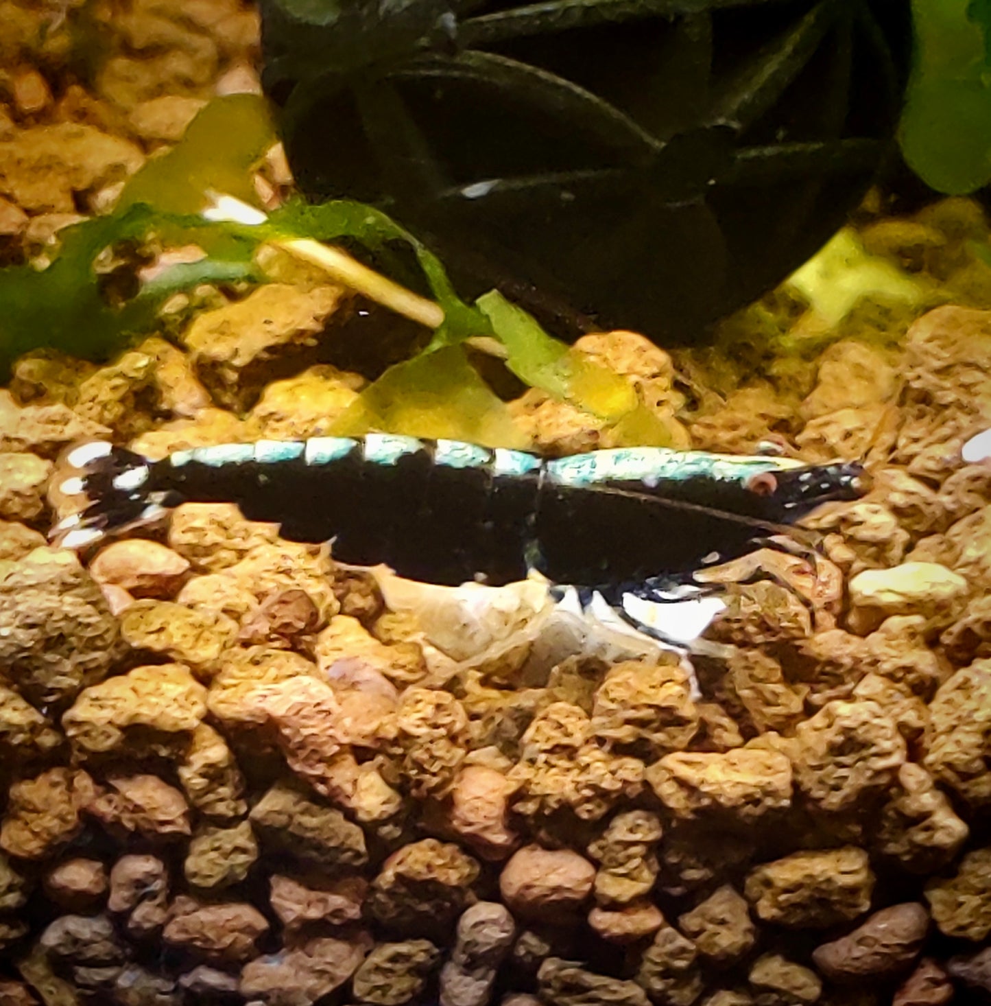 Black Pinto Garnelenmix - 5 Stück