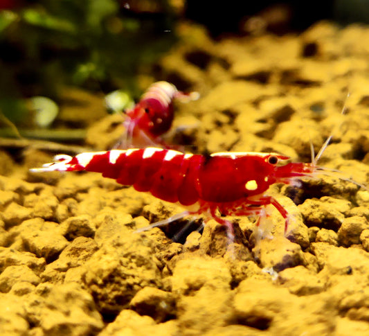 Red Pinto Garnelenmix - 5 Stück