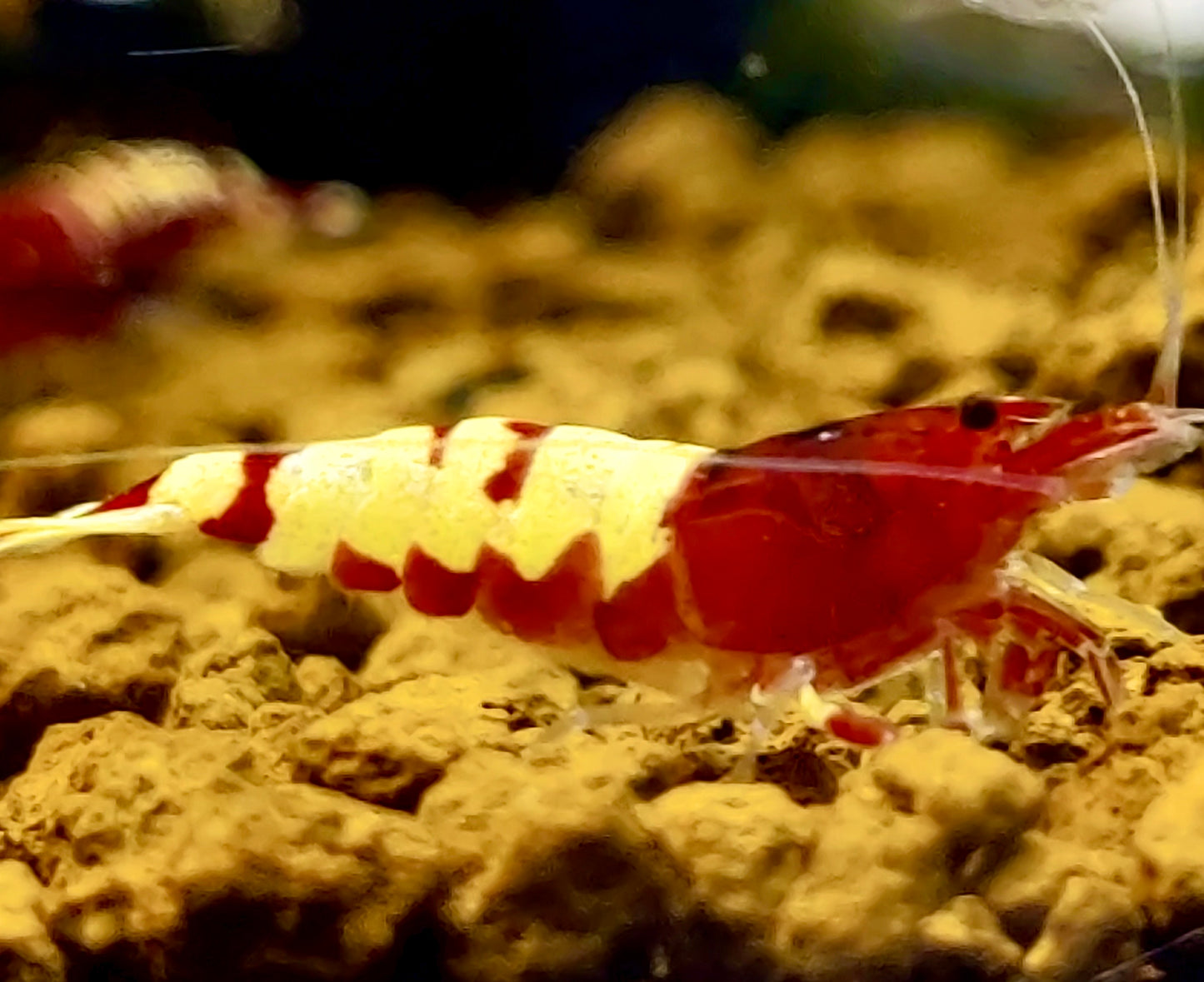 Red Pinto Garnelenmix - 5 Stück