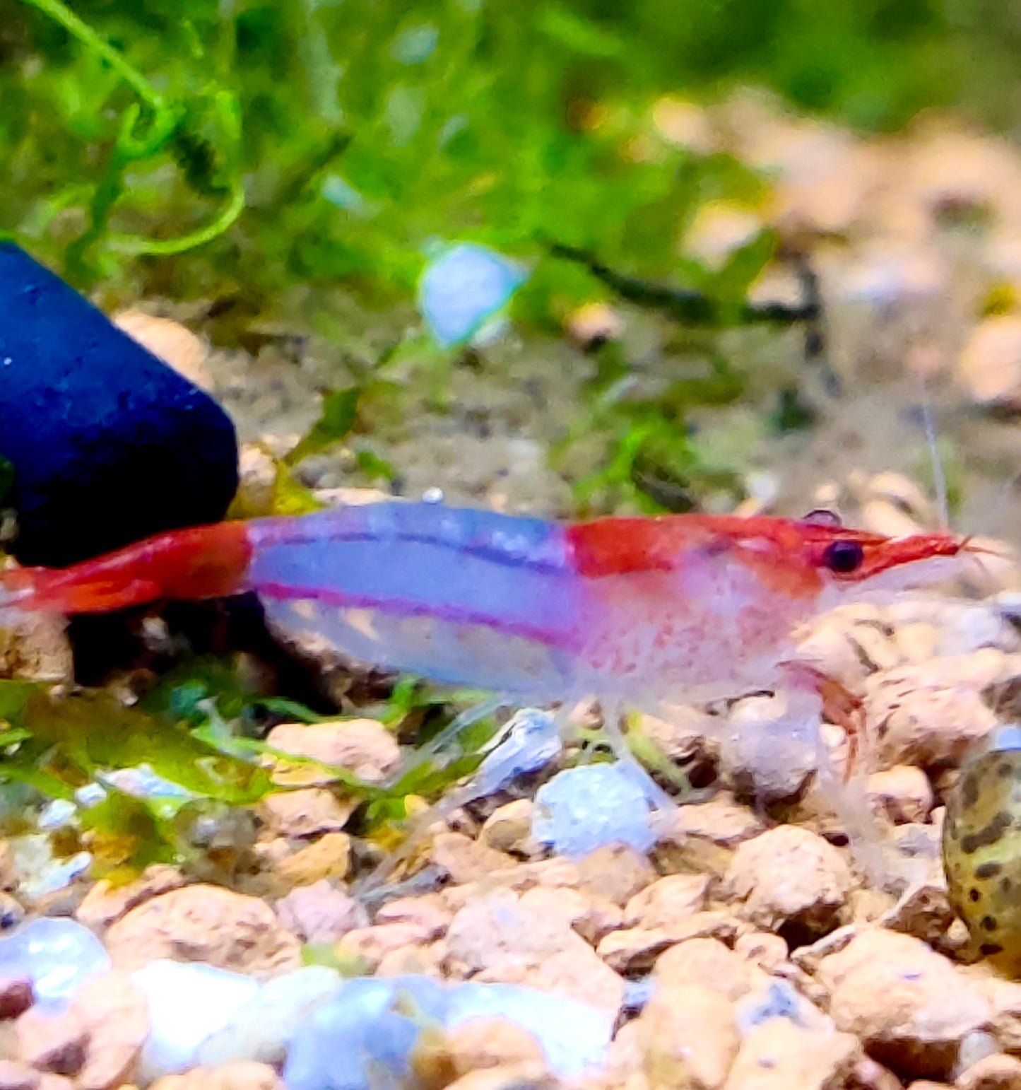 Red Rilli Garnelen - Neocaridina davidi