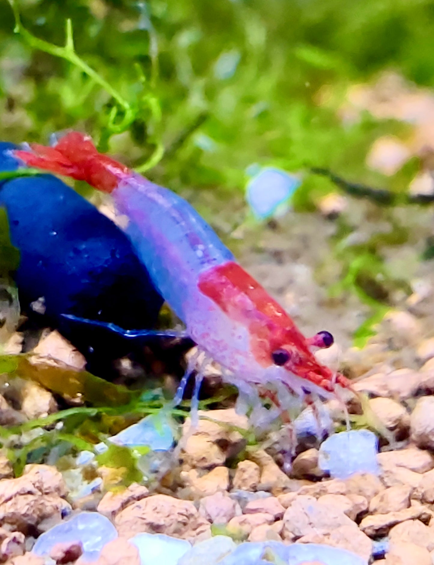 Red Rilli Garnelen - Neocaridina davidi