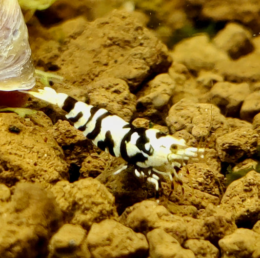 Fancy Tigergarnelen - Rot und Schwarz - Caridina - 1 Stück