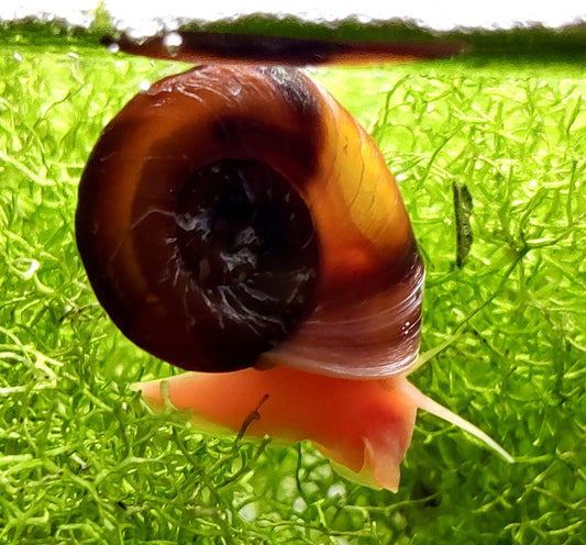 Orange Rote Posthornschnecke – Planorbella duryi duryi