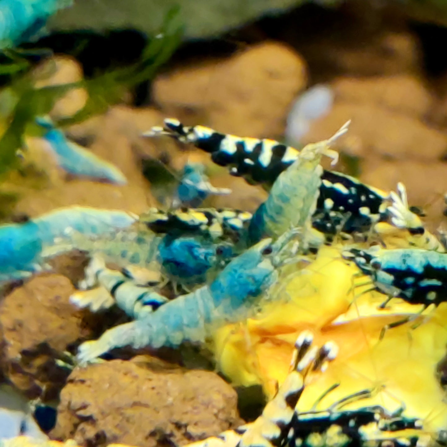 Tragende Steel Blue Garnelen - aus Skyfish Boa Stamm - Caridina