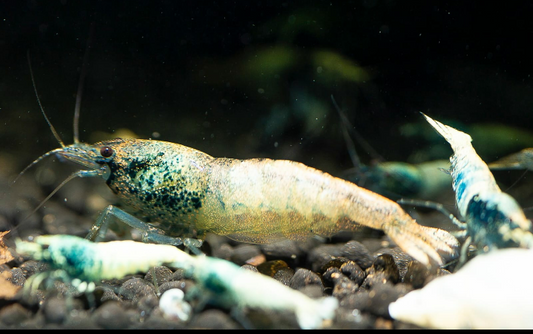 Crazy Blue - Caridina