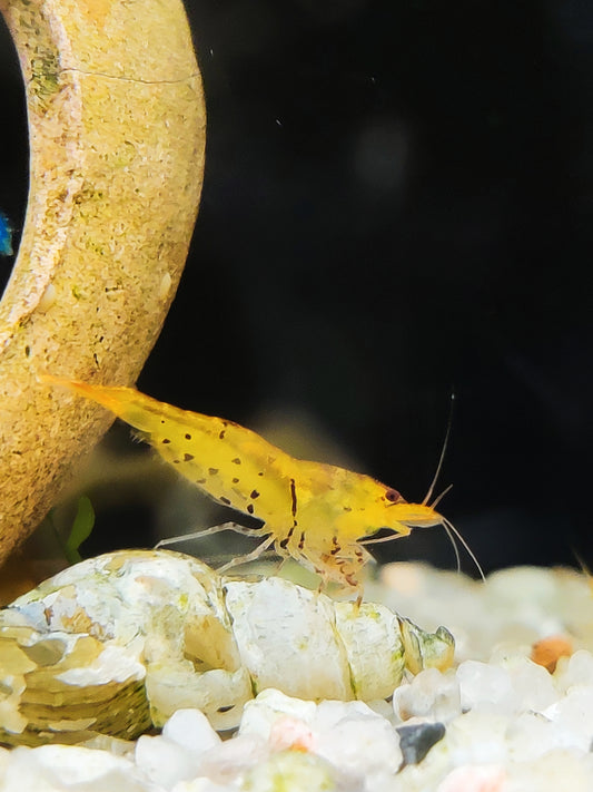 Goldene Tigergarnelen - Caridina