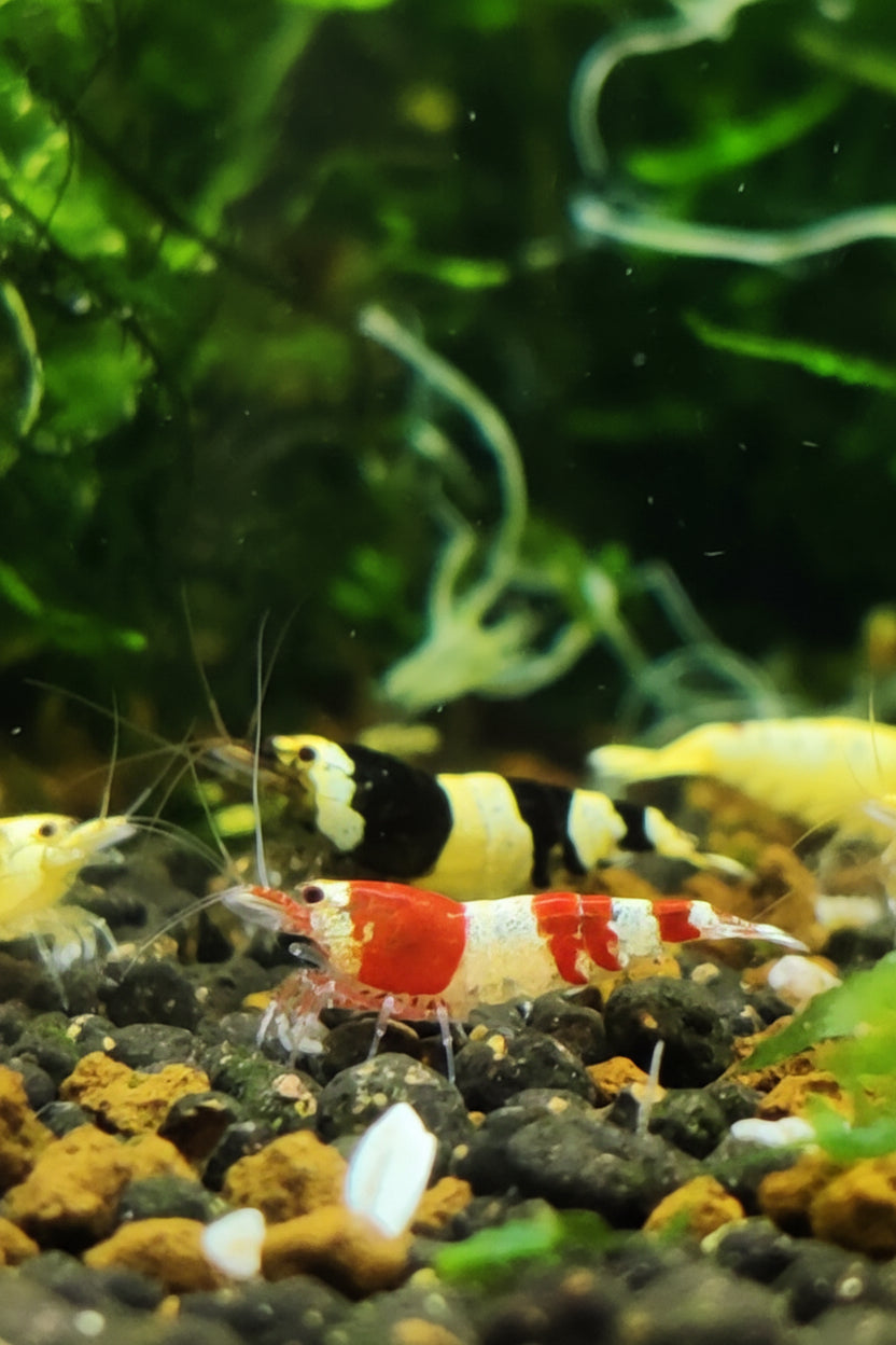 Bienengarnelen Mix - Red & Black Bee - Caridina logemanni