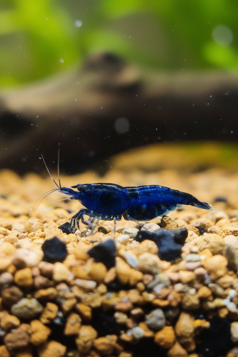 Blue Dream Garnelen - Neocaridina