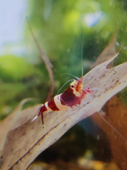 Taiwan Bee - verschiedene Varianten - rot