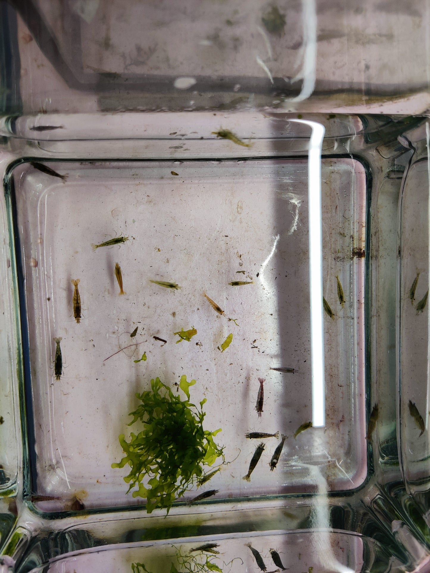 Ausselektierte Neocaridina Garnelen