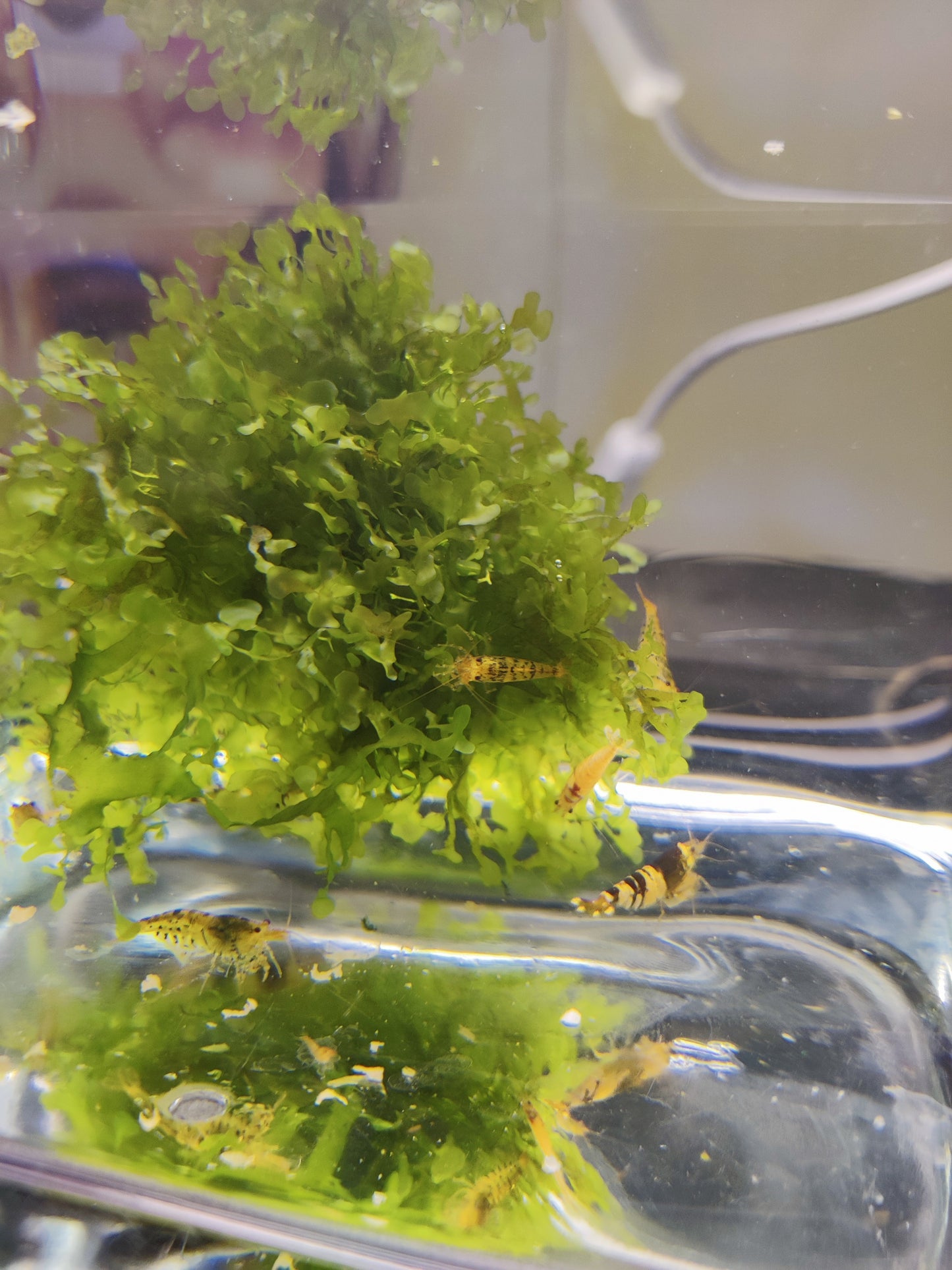 Ausselektierte Caridina Garnelen