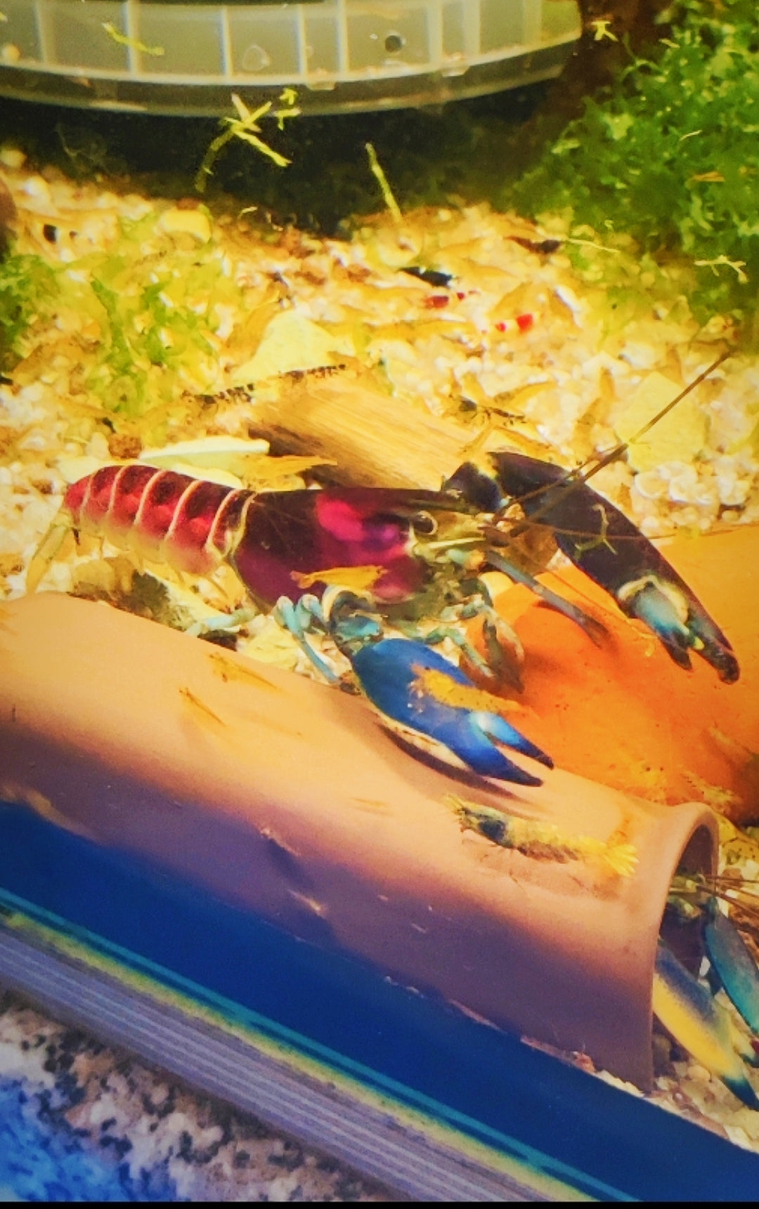 Blau/Rosa Krebs - Cherax Pulcher