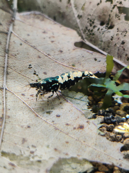 Galaxy Boa Low Grade - Caridina