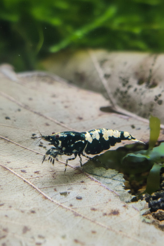 Galaxy Boa Low Grade - Caridina
