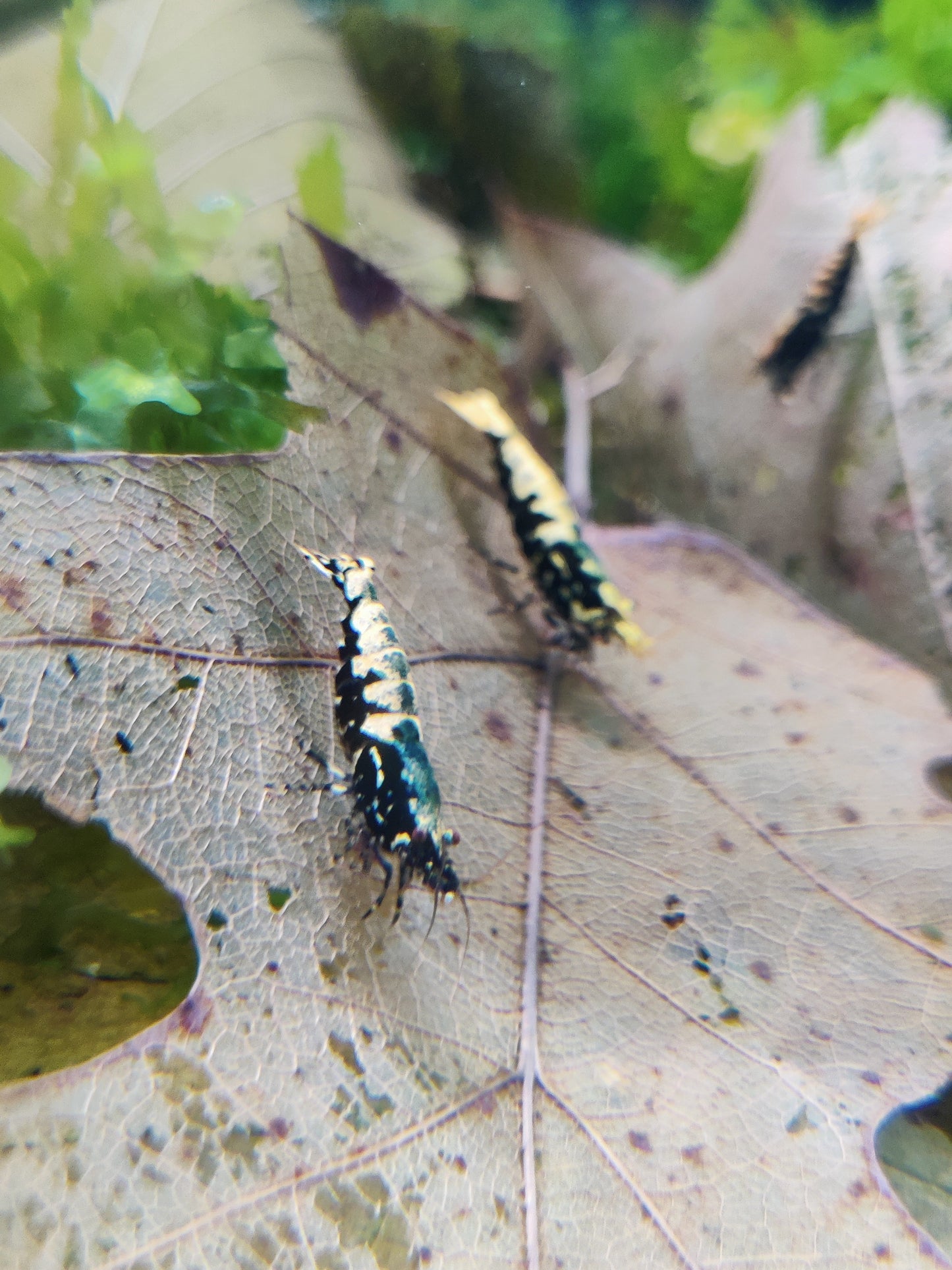 Galaxy Boa Low Grade - Caridina