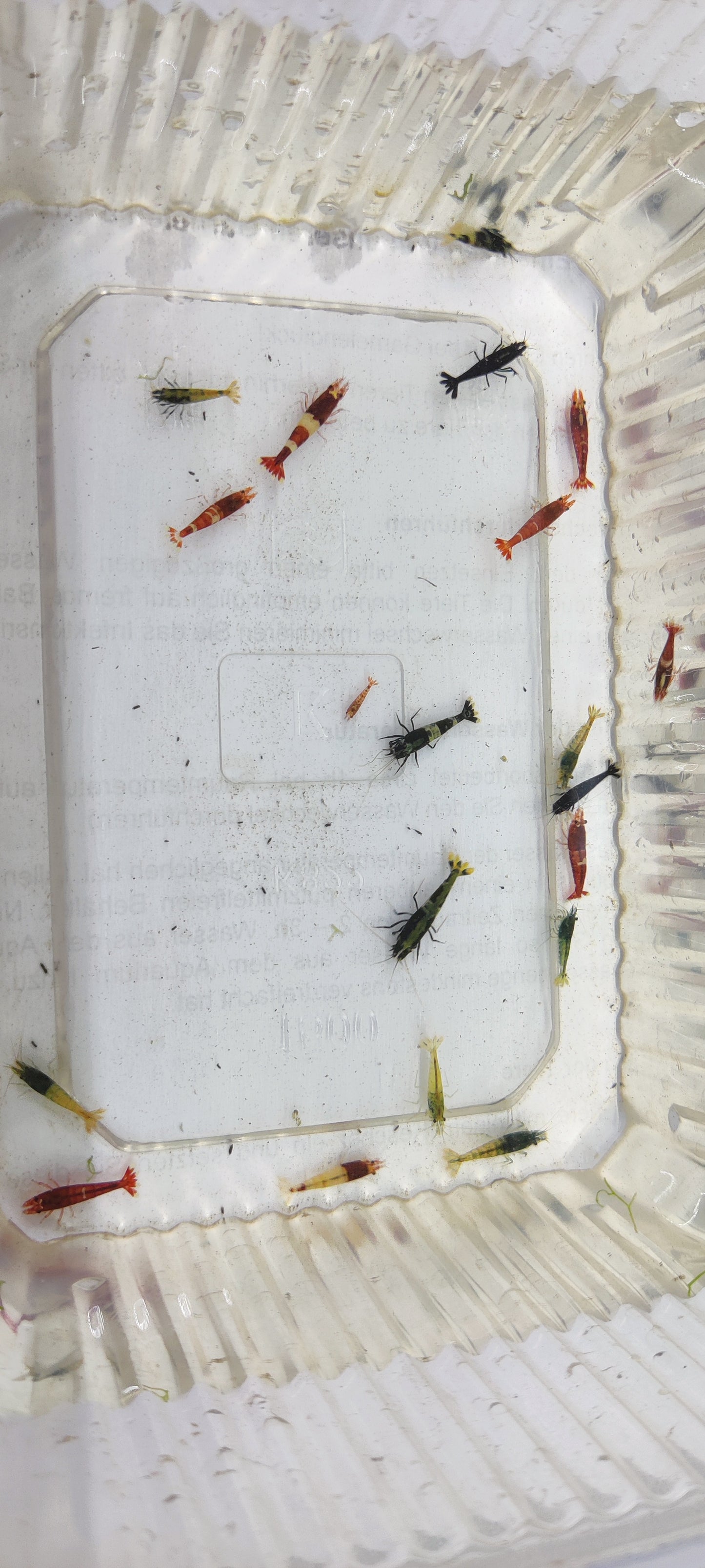 Ausselektierte Taiwan Bee Garnelen