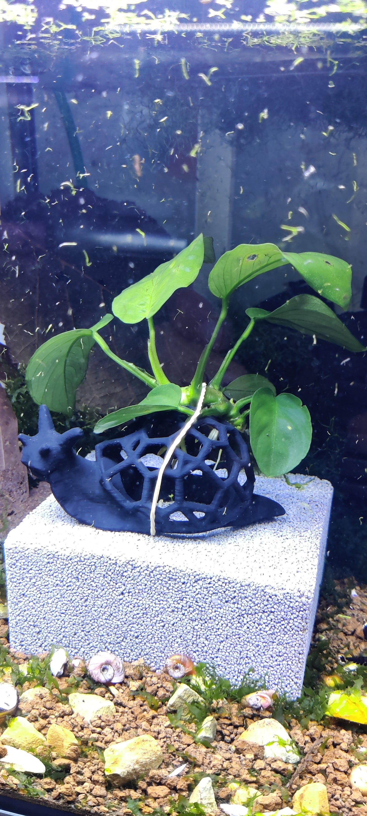 Moosschnecke mit Anubias