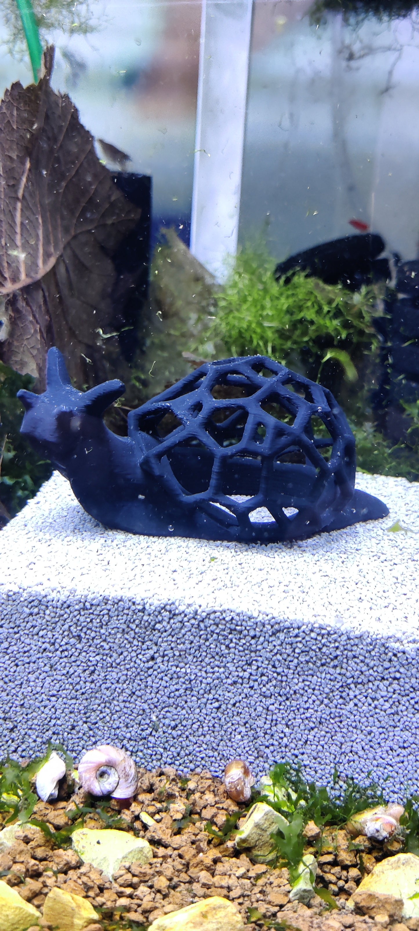Moosschnecke