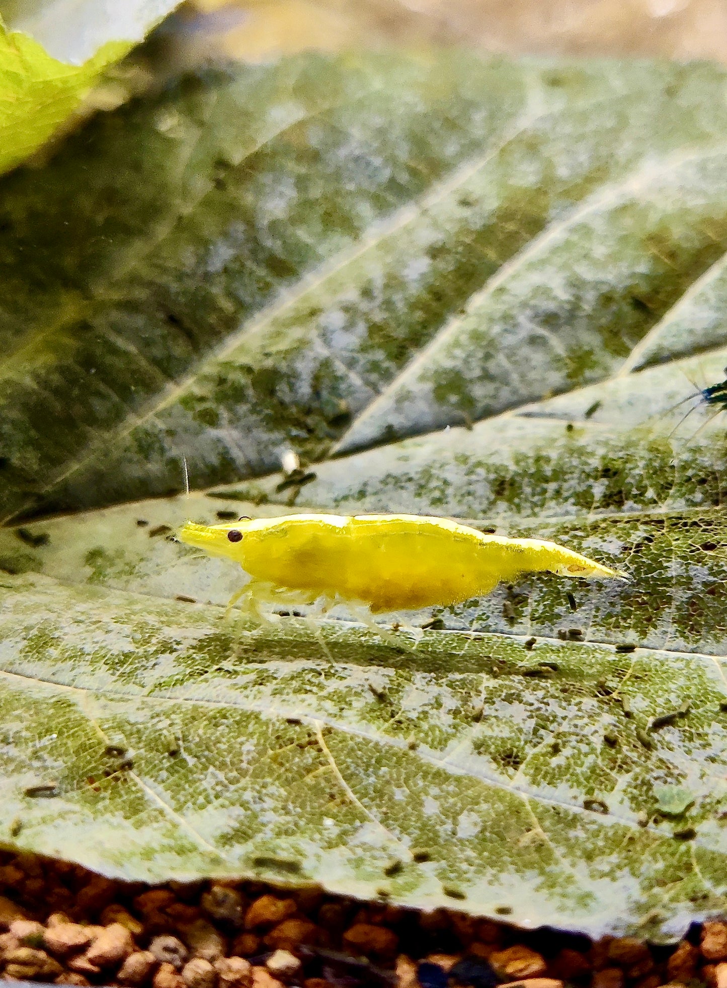 Yellow Fire Garnelen - Neocaridina