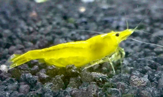 Yellow Fire Garnelen - Neocaridina