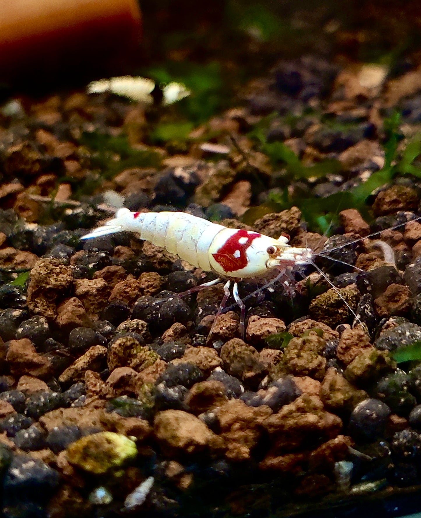 Red Bee Garnelen - Caridina