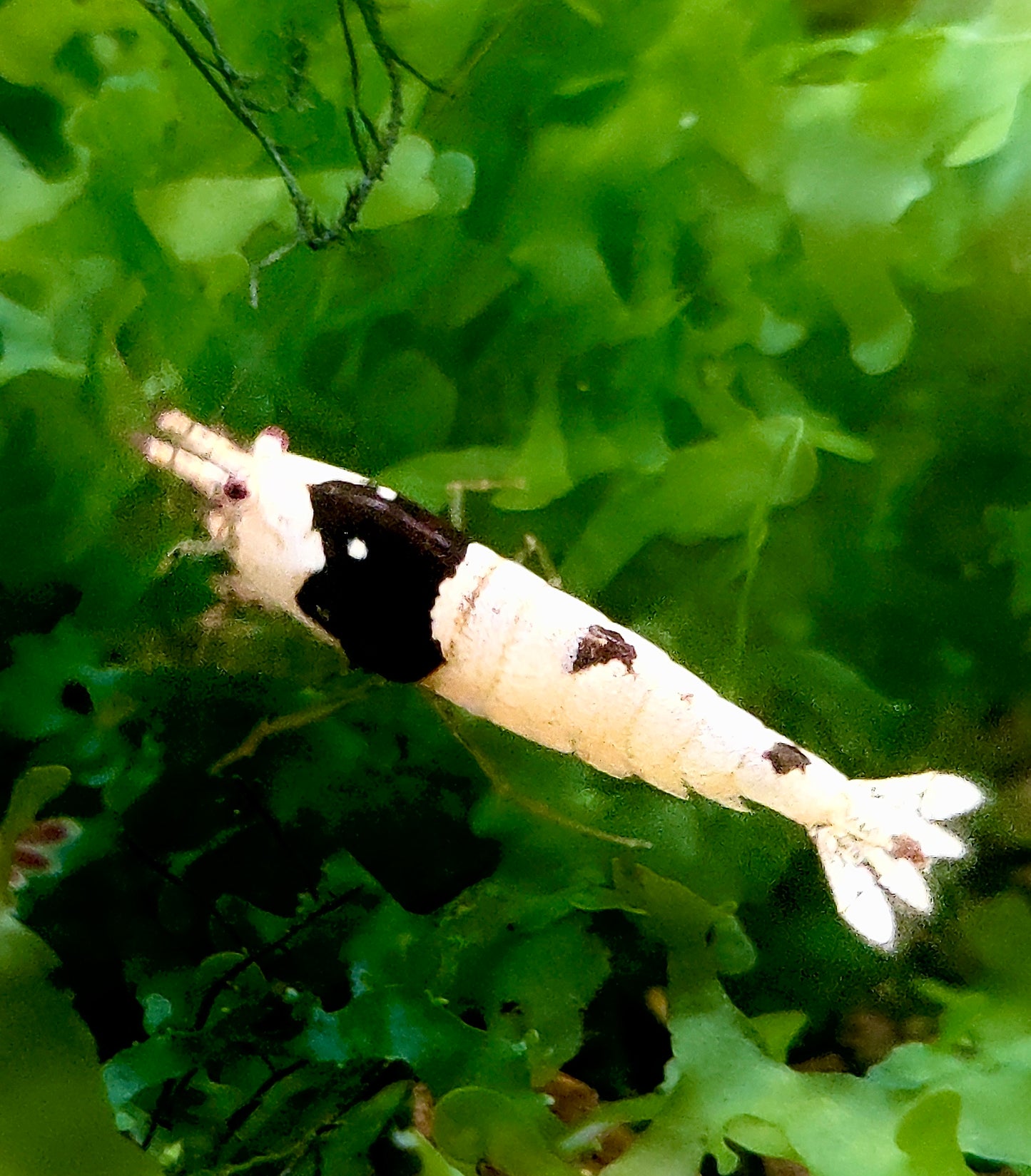 Black Bee Garnelen - Caridina