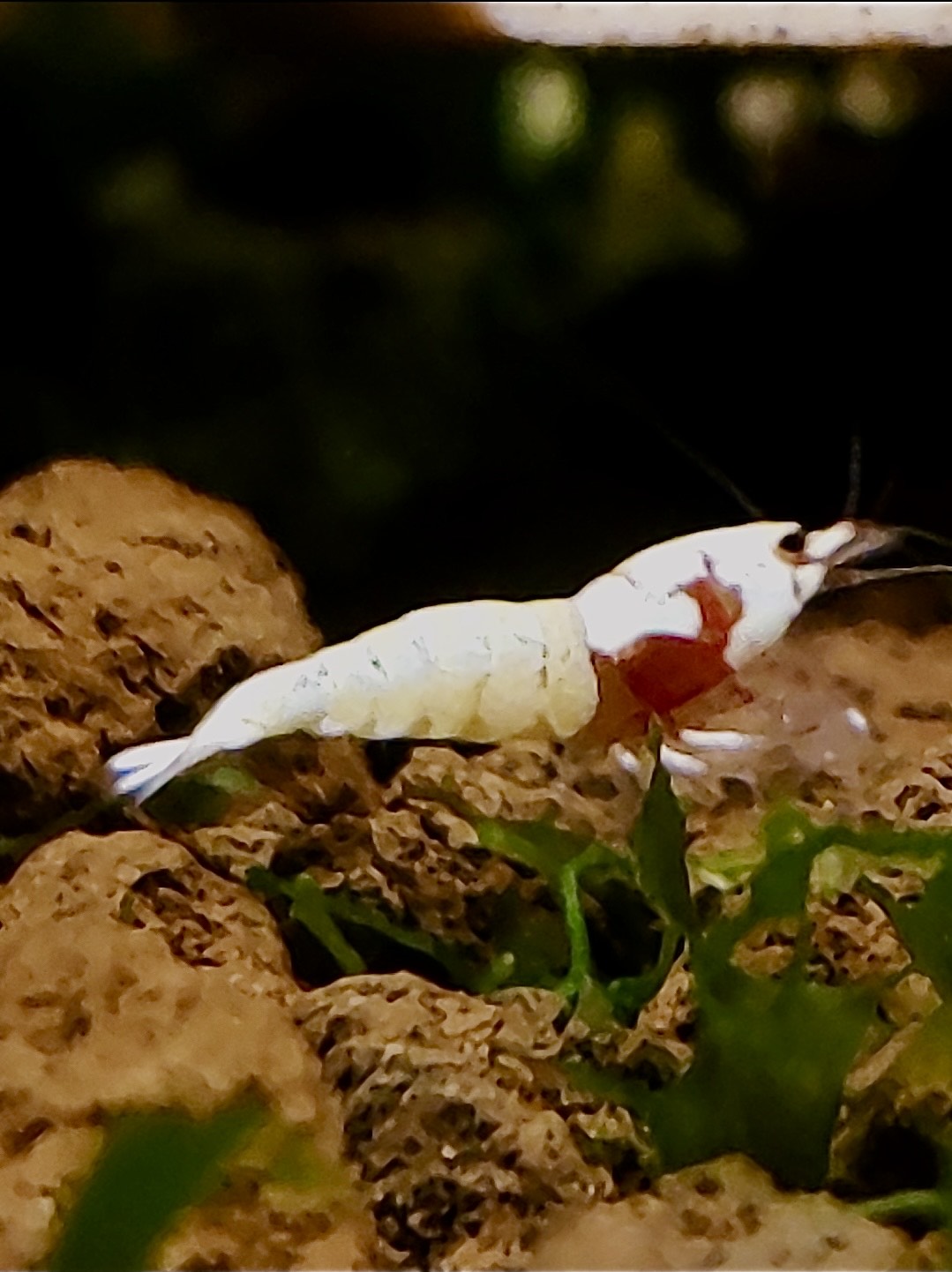 Spotted Head Bee - Caridina