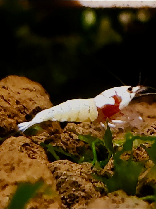 Spotted Head Bee - Caridina