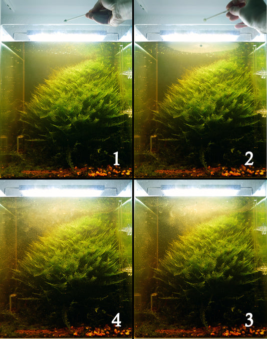 GARNELEN4YOU® Baby Powder, 30g