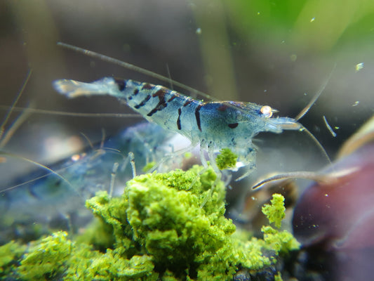 GARNELEN4YOU® Spinat Sticks, 50 g