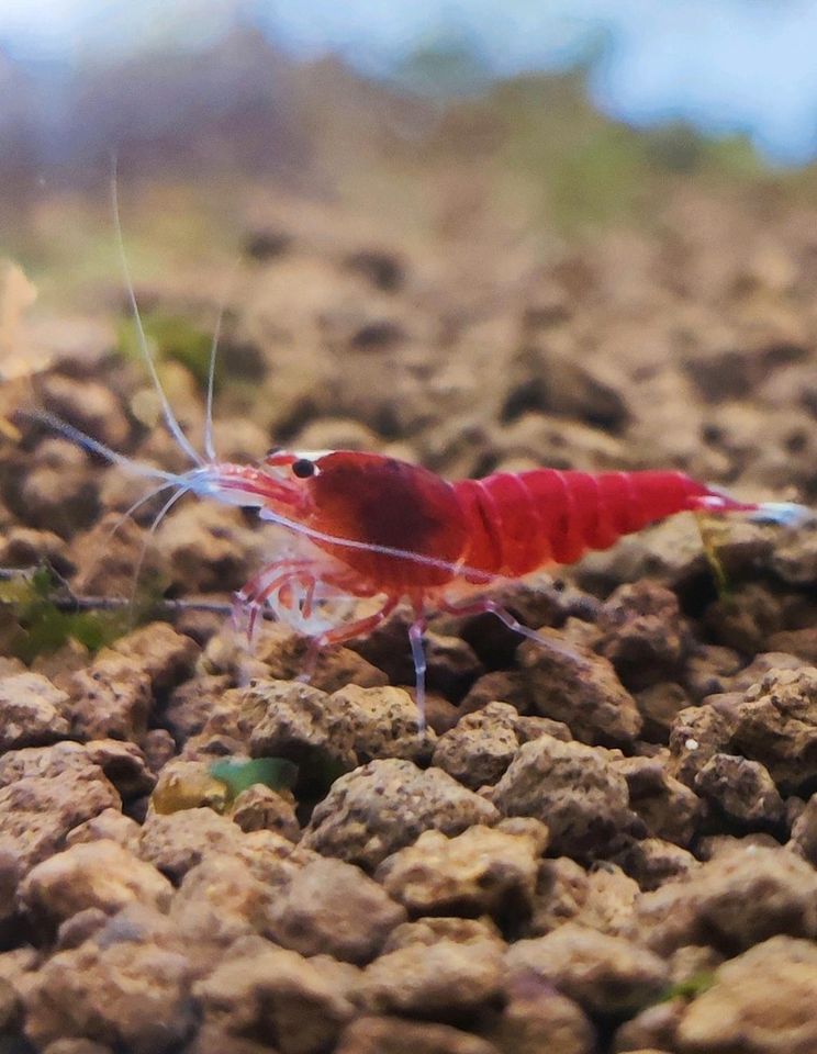 Taiwan Bee - verschiedene Varianten - rot